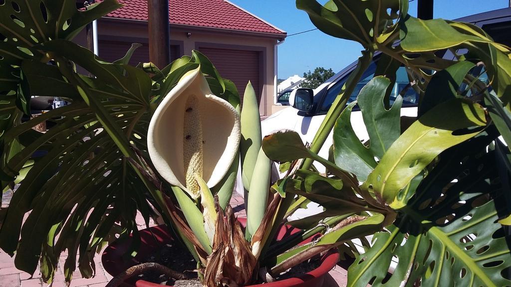Anchorage Guest House Plettenberg Bay Exterior foto
